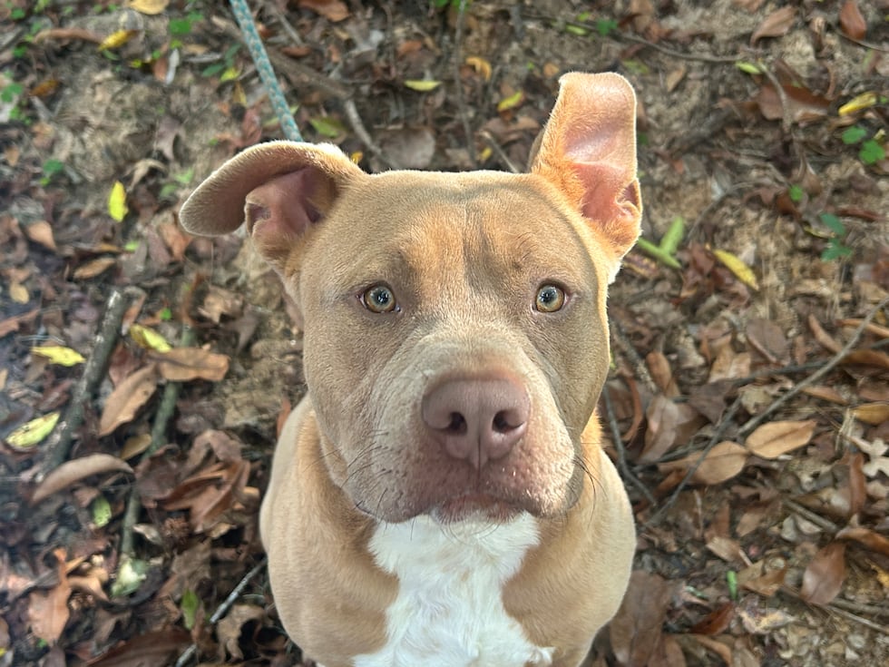 This little poundcake of a puppy is full of energy and full of kisses!