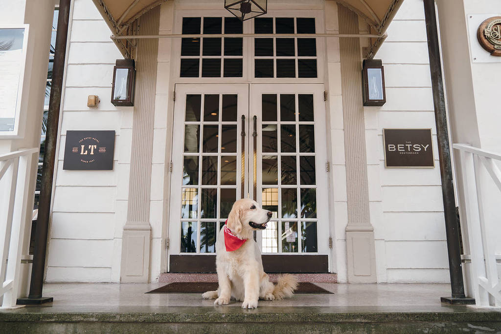 Canine Executive Officers, Katie and Betsy @thebetsyhotel