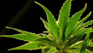 DeSantis agency order could hurt Florida marijuana referendum