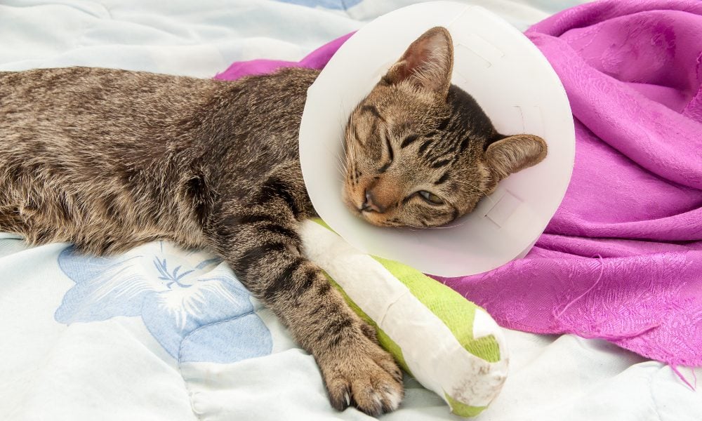 Cat with broken leg