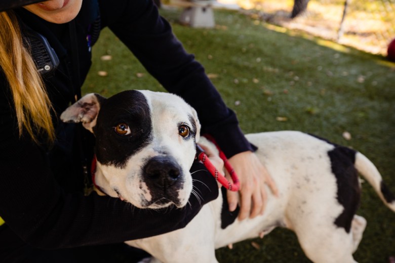 adoptable dog Chaica at Orange County Animal Services