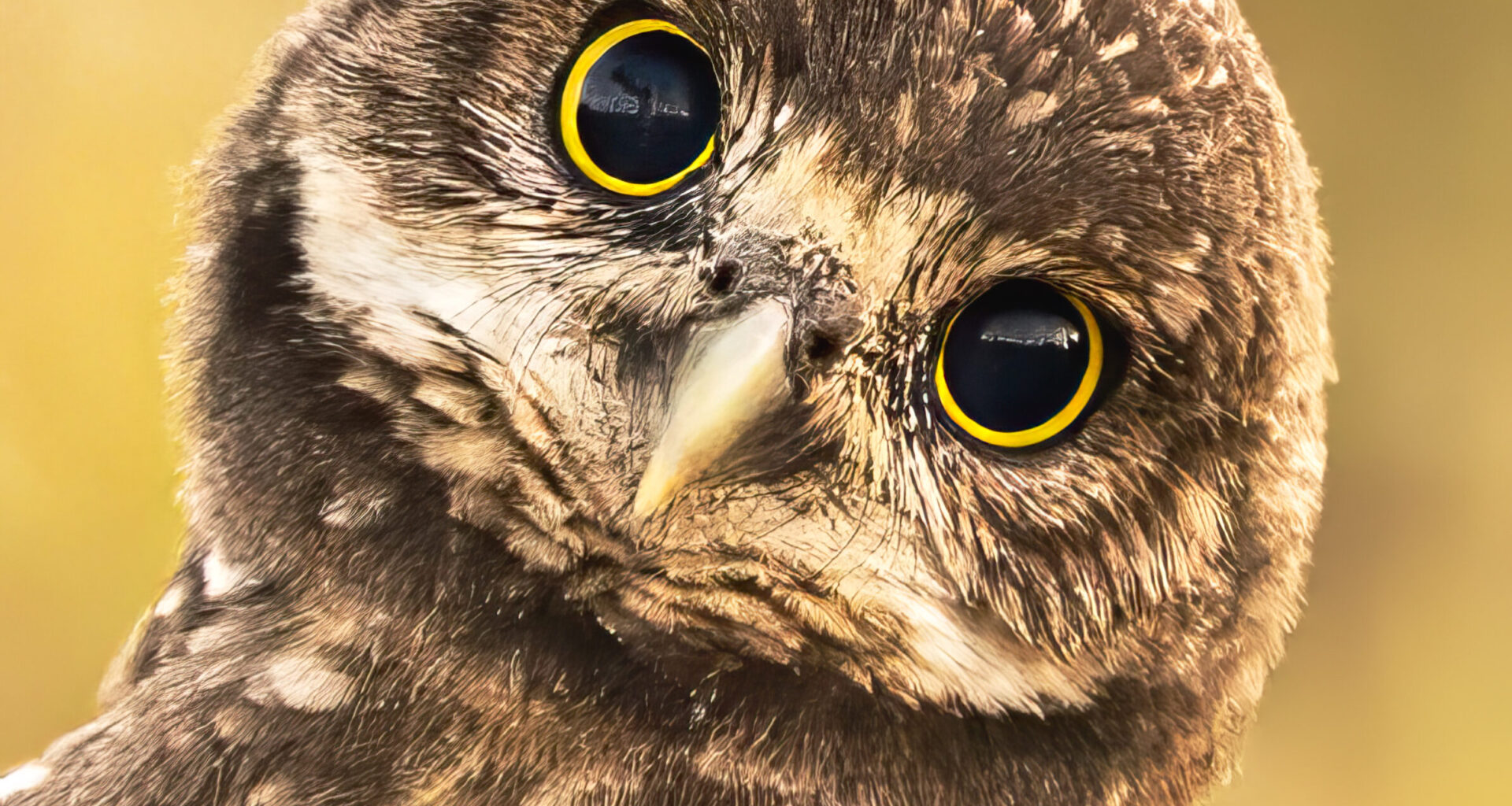 A celebration of Cape Coral’s official Bird