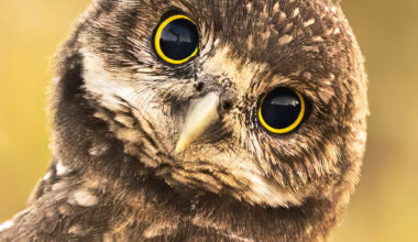 A celebration of Cape Coral’s official Bird