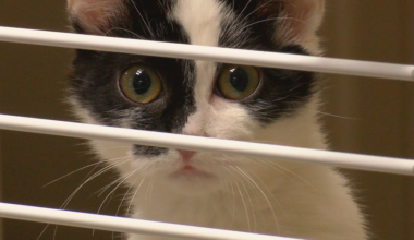 Florida lawmakers propose bills allowing veterinarians to report suspected cases of animal abuse