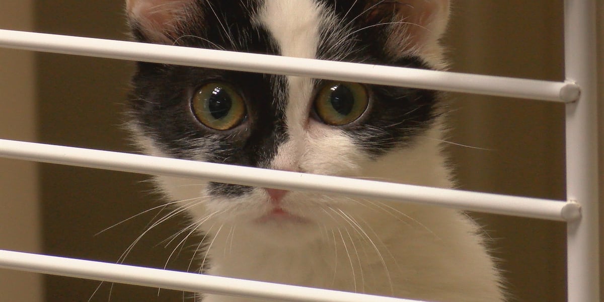 Florida lawmakers propose bills allowing veterinarians to report suspected cases of animal abuse