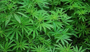 Court ruling threatens marijuana amendment’s path to Florida ballot