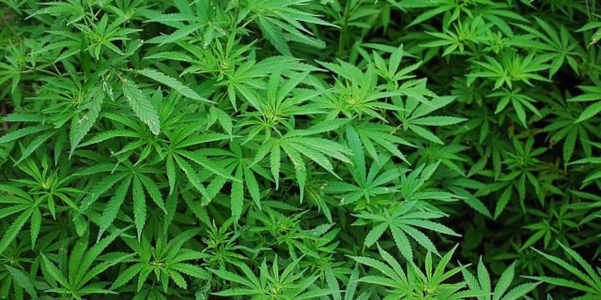 Court ruling threatens marijuana amendment’s path to Florida ballot