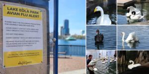 Orlando Lake Eola swans avian flu
