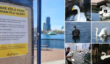 Orlando Lake Eola swans avian flu