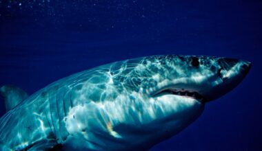 Everything We Know About the Massive Great White Shark Spotted Near Florida
