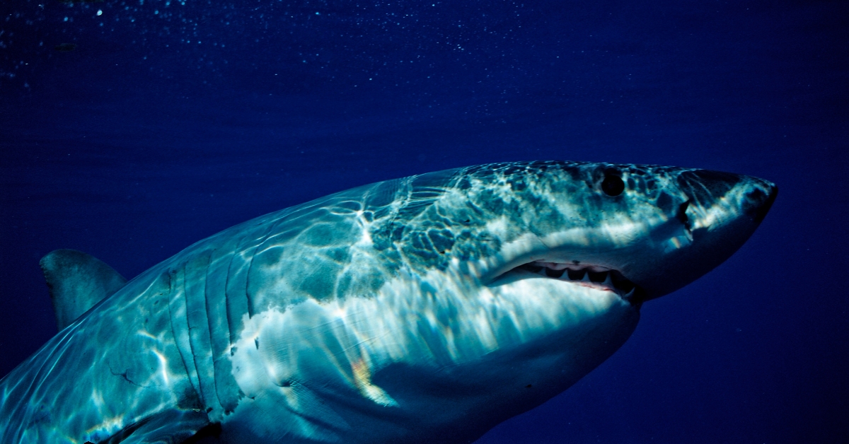 Everything We Know About the Massive Great White Shark Spotted Near Florida