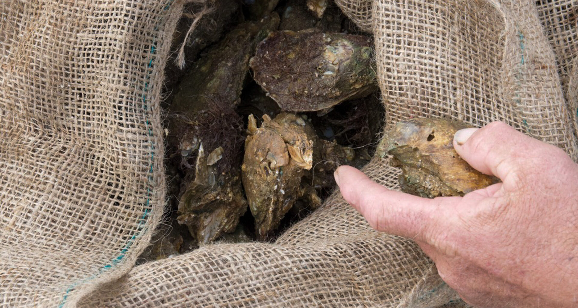 Oysters return to Apalachicola, reviving hope for Florida harvesters