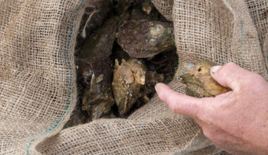 Oysters return to Apalachicola, reviving hope for Florida harvesters