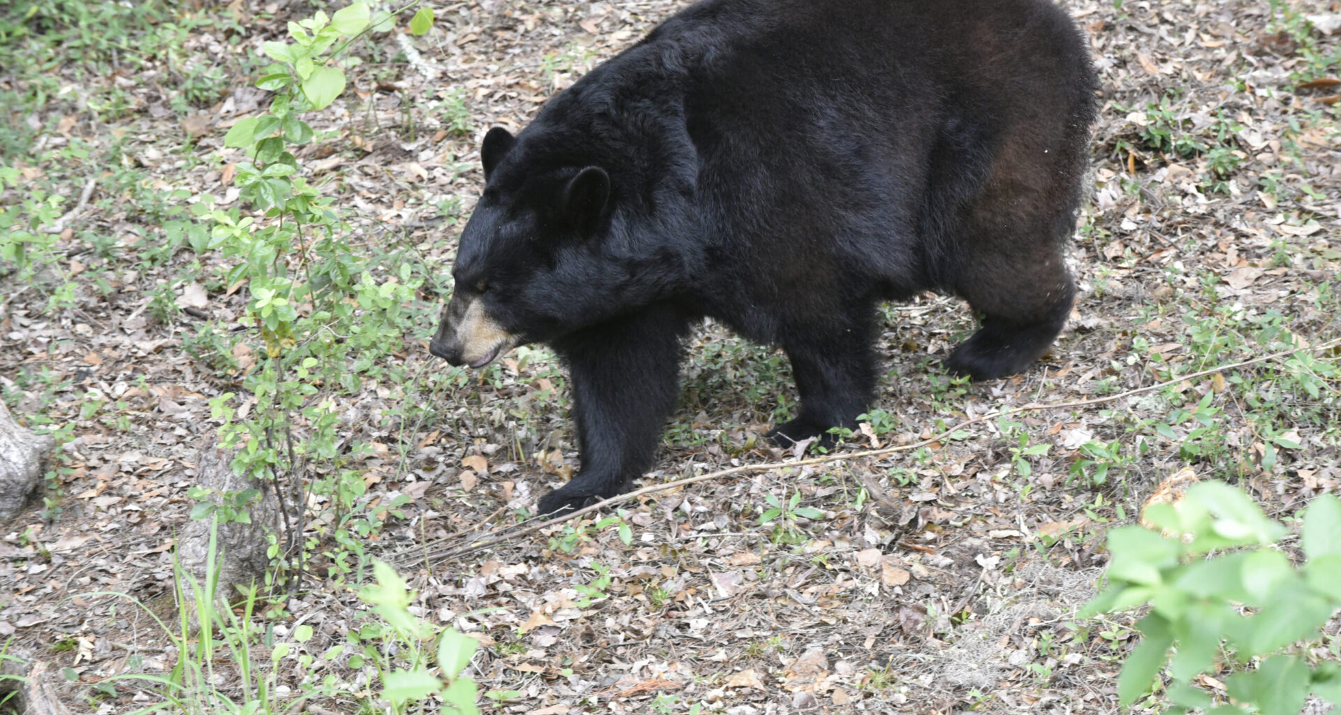 Florida black bear hunt exposes emotional divisions among animal rights activists, hunters