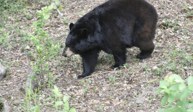 Florida black bear hunt exposes emotional divisions among animal rights activists, hunters