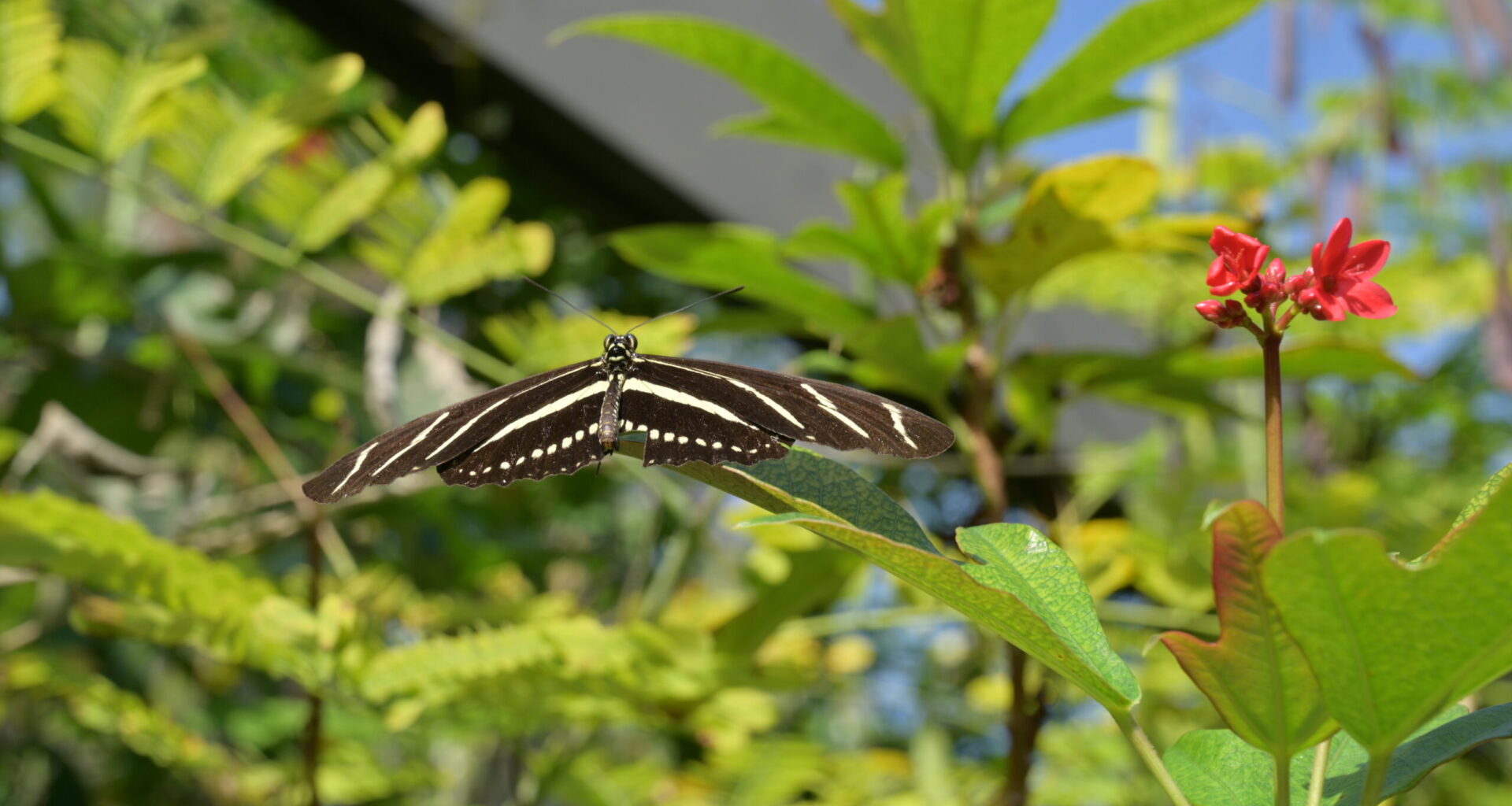 Where winged wonders flourish - Florida Weekly