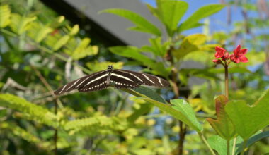 Where winged wonders flourish - Florida Weekly