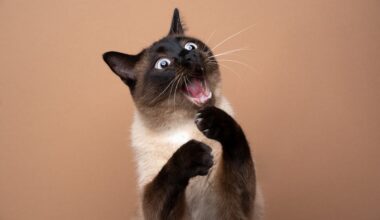 Tampa Bay Nonprofit Will 'Neuter Your Ex' for Valentine's Day