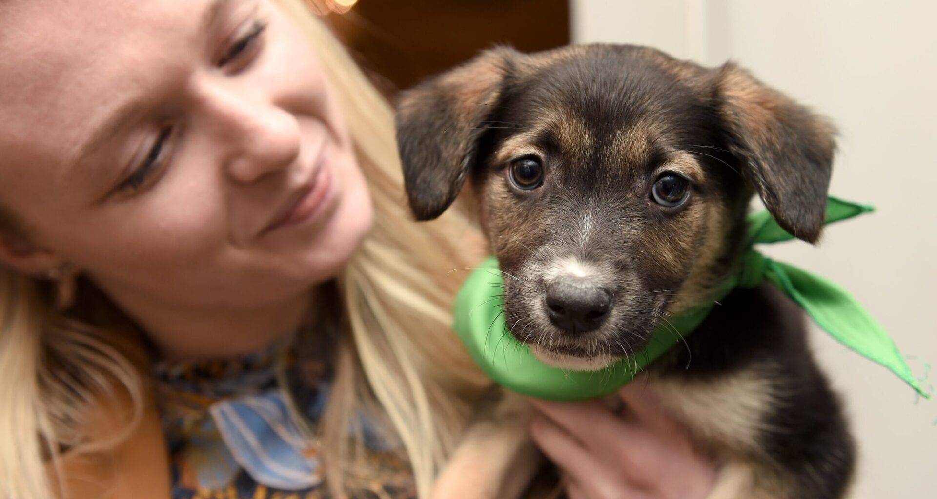 Cape Coral Animal Shelter Hosting Puppy Bowl On Super Bowl Sunday