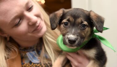 Cape Coral Animal Shelter Hosting Puppy Bowl On Super Bowl Sunday