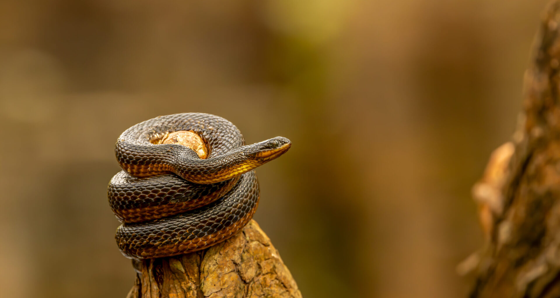 Deadline nears for photo contest at Six Mile Cypress Slough Preserve
