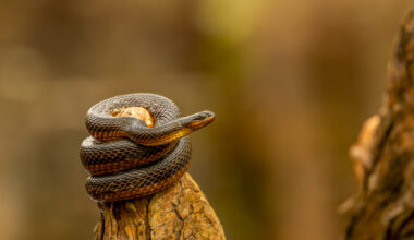Deadline nears for photo contest at Six Mile Cypress Slough Preserve