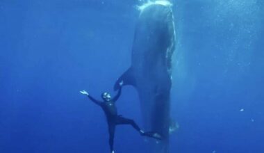 Guy Harvey Documentary To Be Screened At Fort Lauderdale International Film Festival