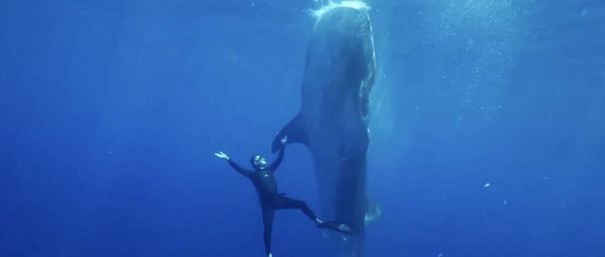 Guy Harvey Documentary To Be Screened At Fort Lauderdale International Film Festival