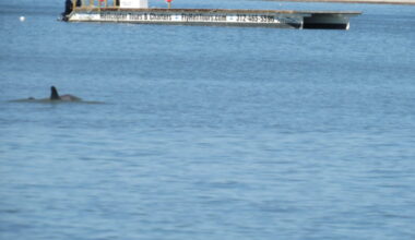 Fly Heli Tours owner makes statement on moving barge to support planned helicopter flights - FORT MYERS