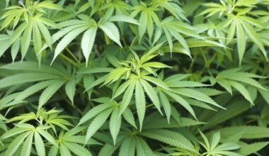 Marijuana petition signatures again increase on Florida elections website – Sun Sentinel