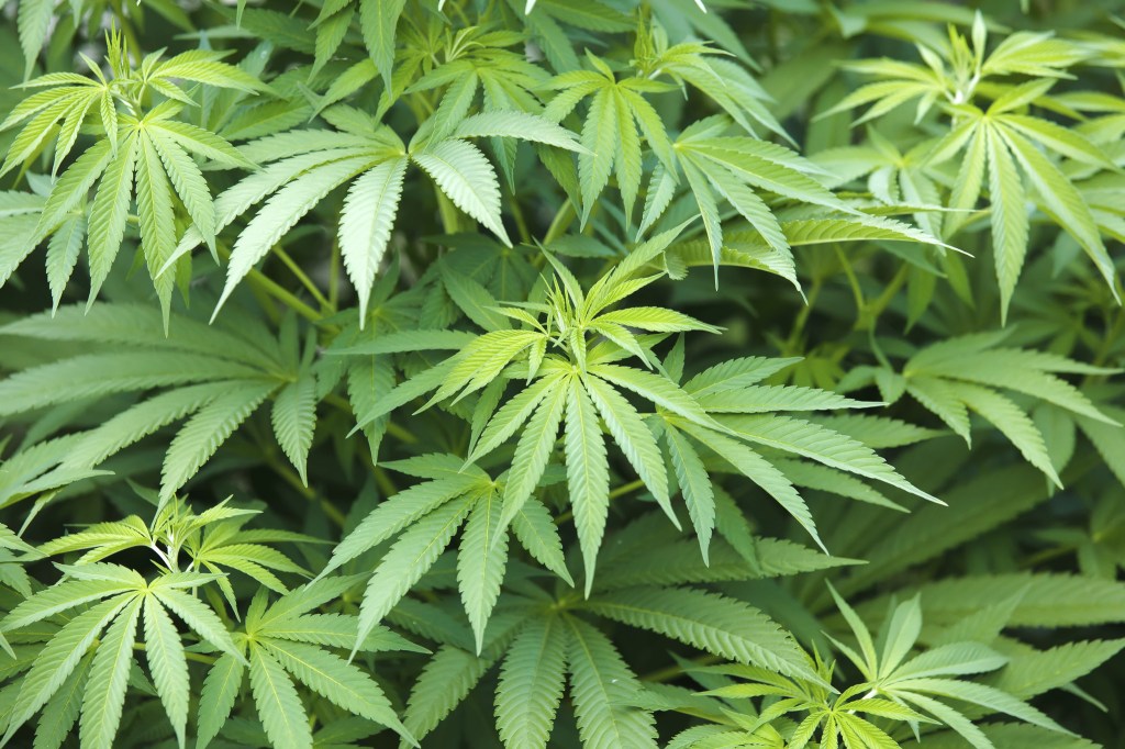 Marijuana petition signatures again increase on Florida elections website – Sun Sentinel