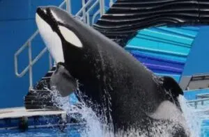 Katina en SeaWorld Orlando