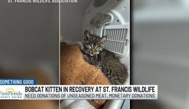 Bobcat kitten in recovery at St. Francis Wildlife
