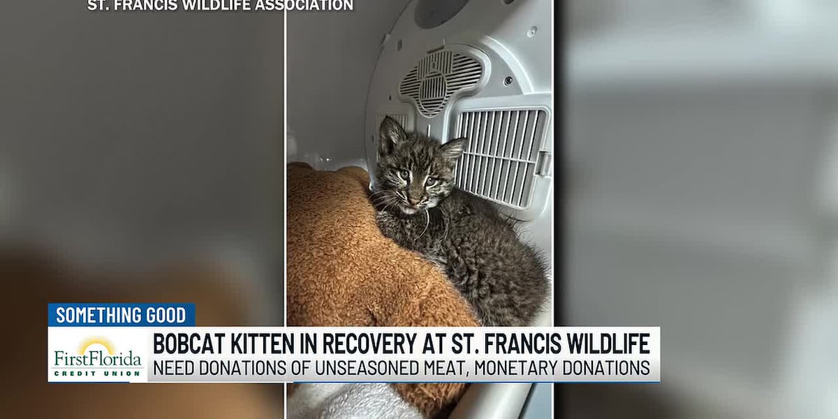 Bobcat kitten in recovery at St. Francis Wildlife