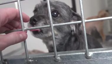 Florida Senate committee approves pet store transparency bill