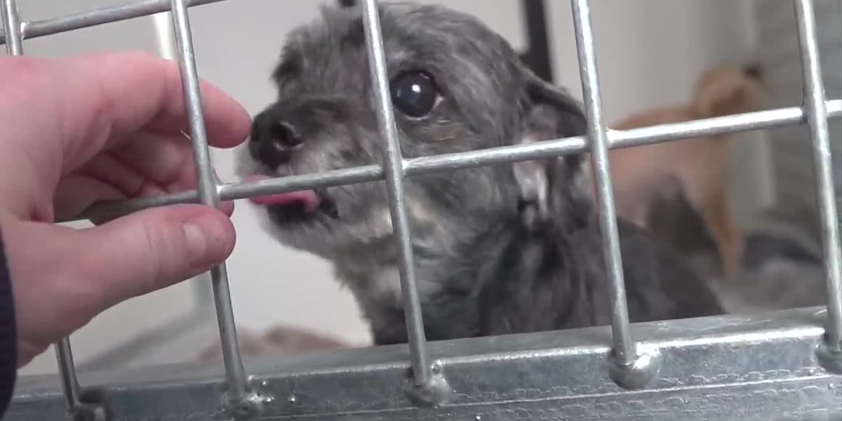 Florida Senate committee approves pet store transparency bill