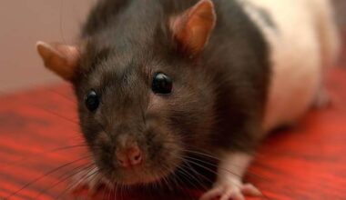 6 more Central Florida restaurants close over health violations