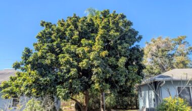 ‘Unreasonable’: Pinellas amends tree removal ordinances