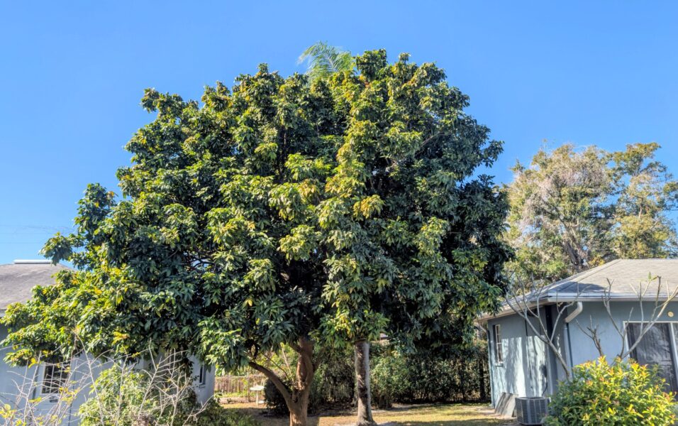 ‘Unreasonable’: Pinellas amends tree removal ordinances