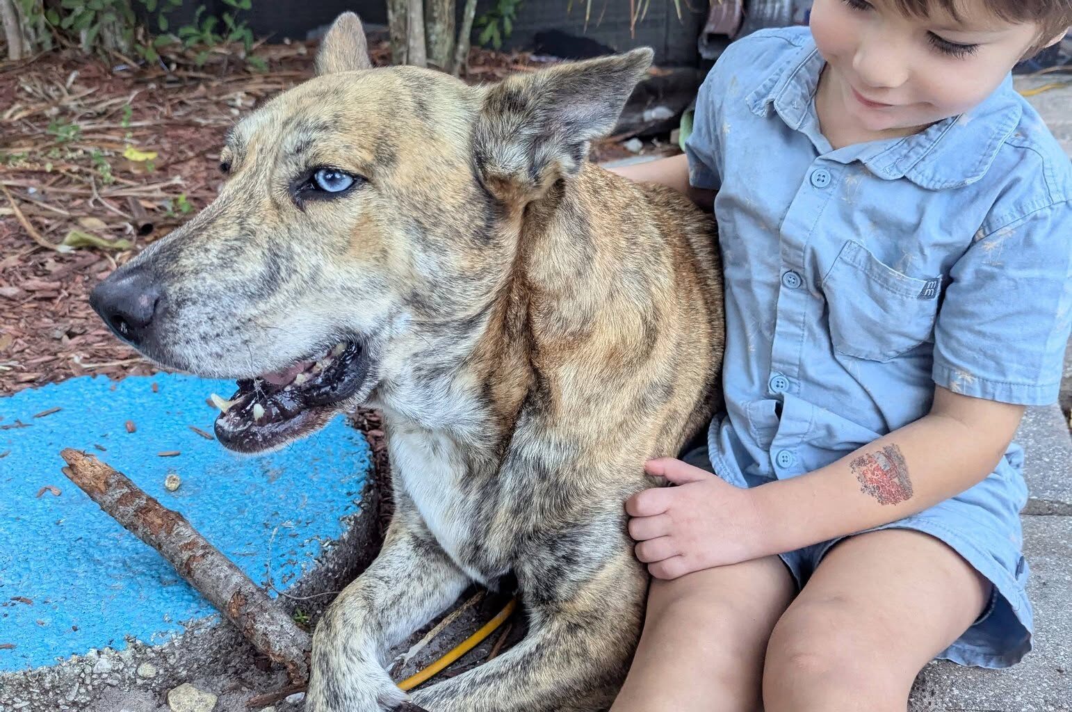 When pets go missing - Florida Weekly