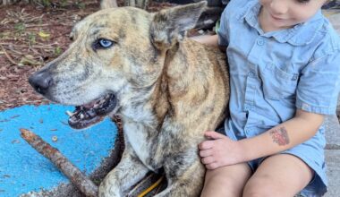 When pets go missing - Florida Weekly