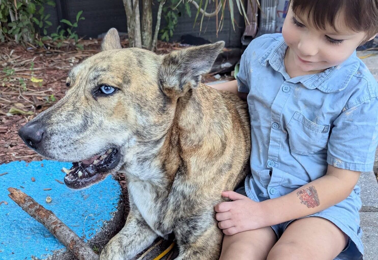 When pets go missing - Florida Weekly