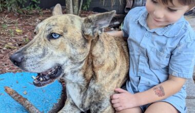 When pets go missing - Florida Weekly