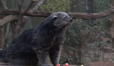 Tallahassee Museum welcomes two guest binturongs