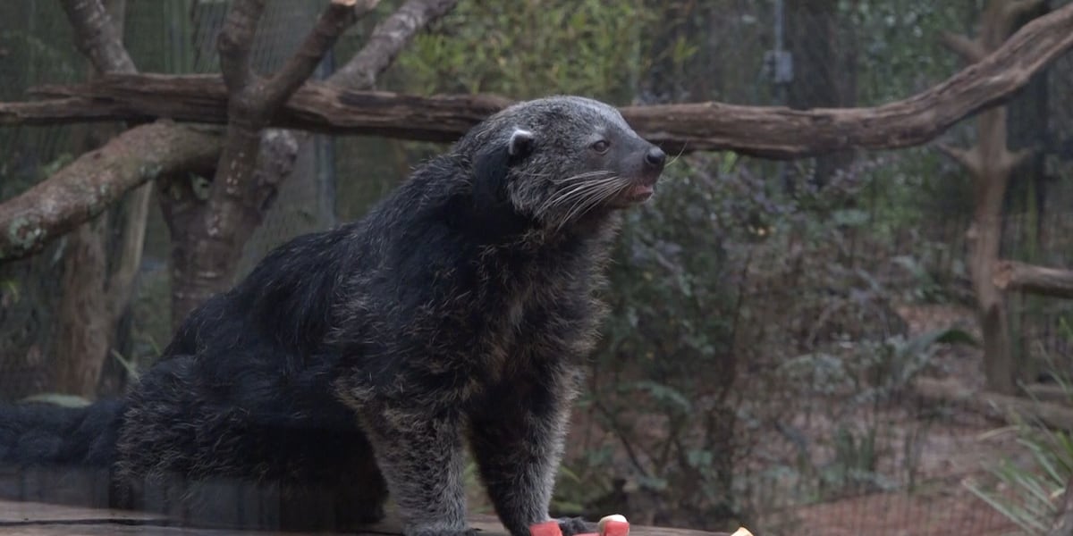 Tallahassee Museum welcomes two guest binturongs
