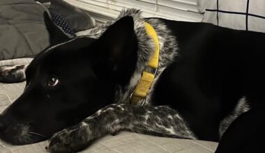 Quincy dog rescue seeks emergency fosters as temperatures drop