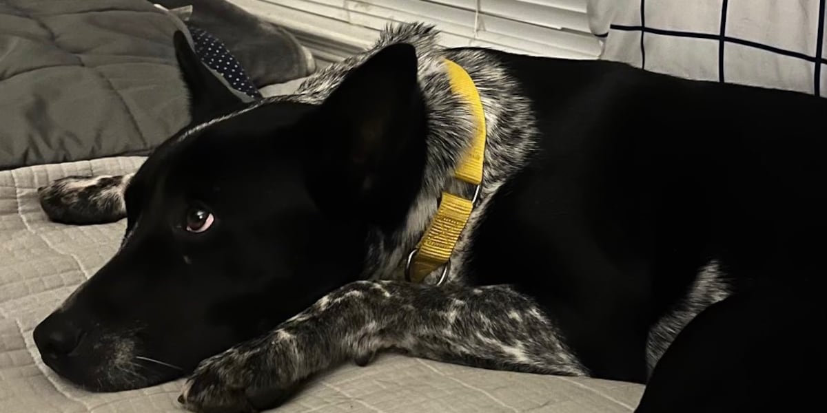 Quincy dog rescue seeks emergency fosters as temperatures drop