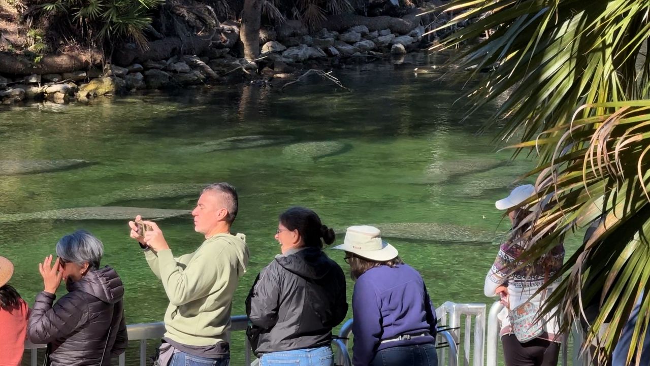 Hundreds of manatees found in spring on New Year's Day