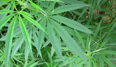 Justices Urged to Give Go-Ahead to Pot Amendment