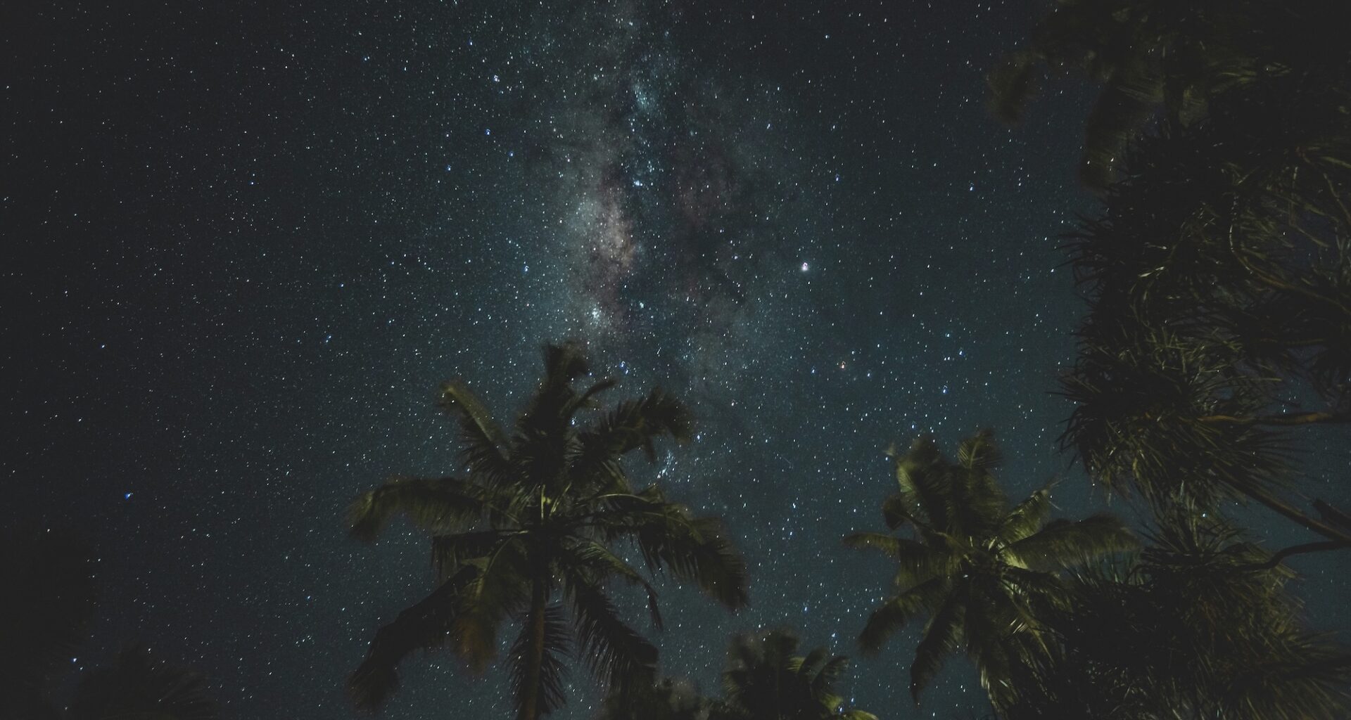photo of palm trees in the foreground with a starry night in the background